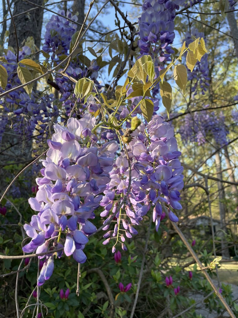 What? Wisteria? by margonaut