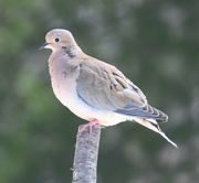 10th Apr 2024 - Mourning Dove