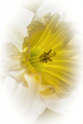 28th Mar 2024 - A Daffodil ala Popsys