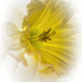 A Daffodil ala Popsys by skipt07