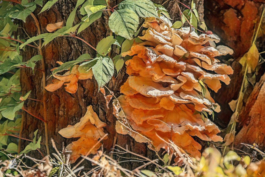 Fungi on all sides of the tree by ludwigsdiana