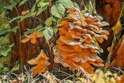 11th Apr 2024 - Fungi on all sides of the tree