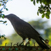 Bird on Fence by leopuv