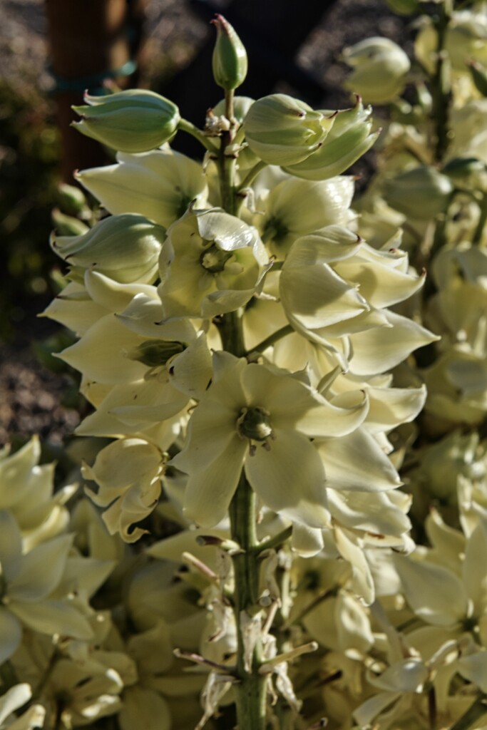4 9 Yucca flowers by sandlily