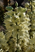 9th Apr 2024 - 4 9 Yucca flowers