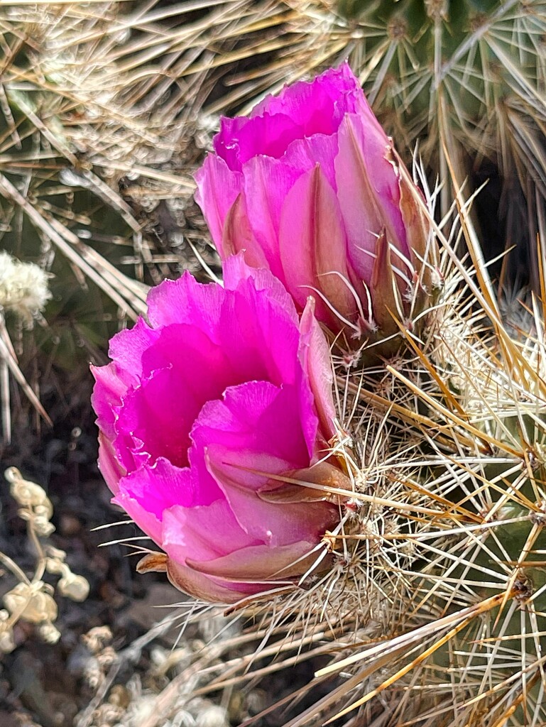 4 9 Strawberry Hedgehog Cactus sideview by sandlily