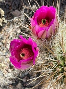 9th Apr 2024 - 4 9 Strawberry Hedgehog Cactus