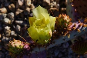9th Apr 2024 - 4 9 Prickly Pear flower