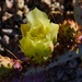 4 9 Prickly Pear flower by sandlily