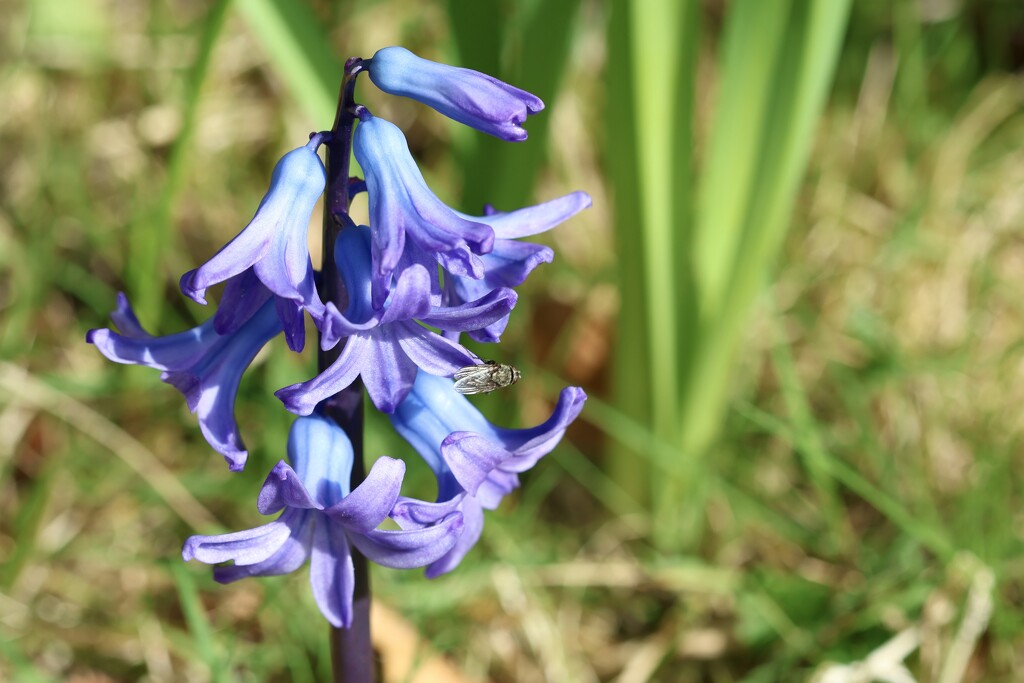 Hyacinth by jamibann