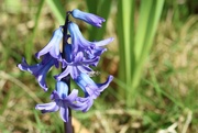11th Apr 2024 - Hyacinth