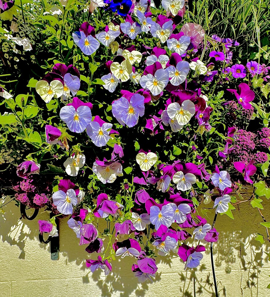 Flower Box, Charleston  by congaree