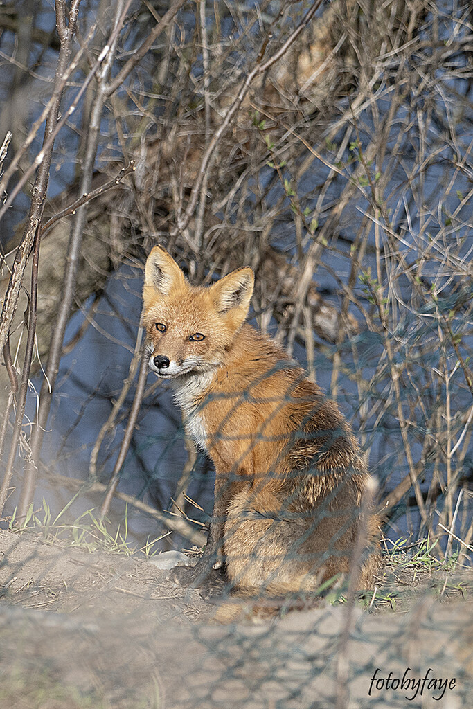 Fox momma by fayefaye