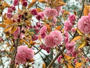 11th Apr 2024 - Kwanzan cherry tree blossoms...