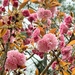 Kwanzan cherry tree blossoms...