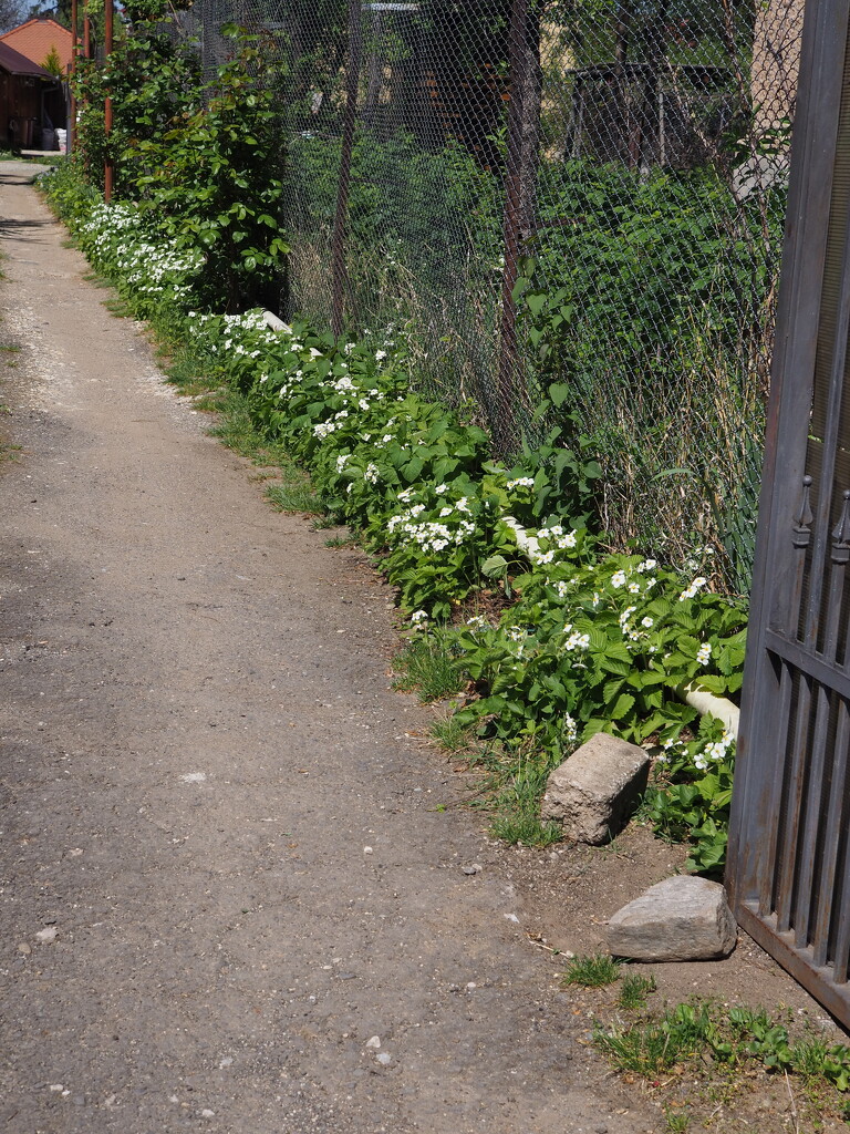 Alley by monikozi