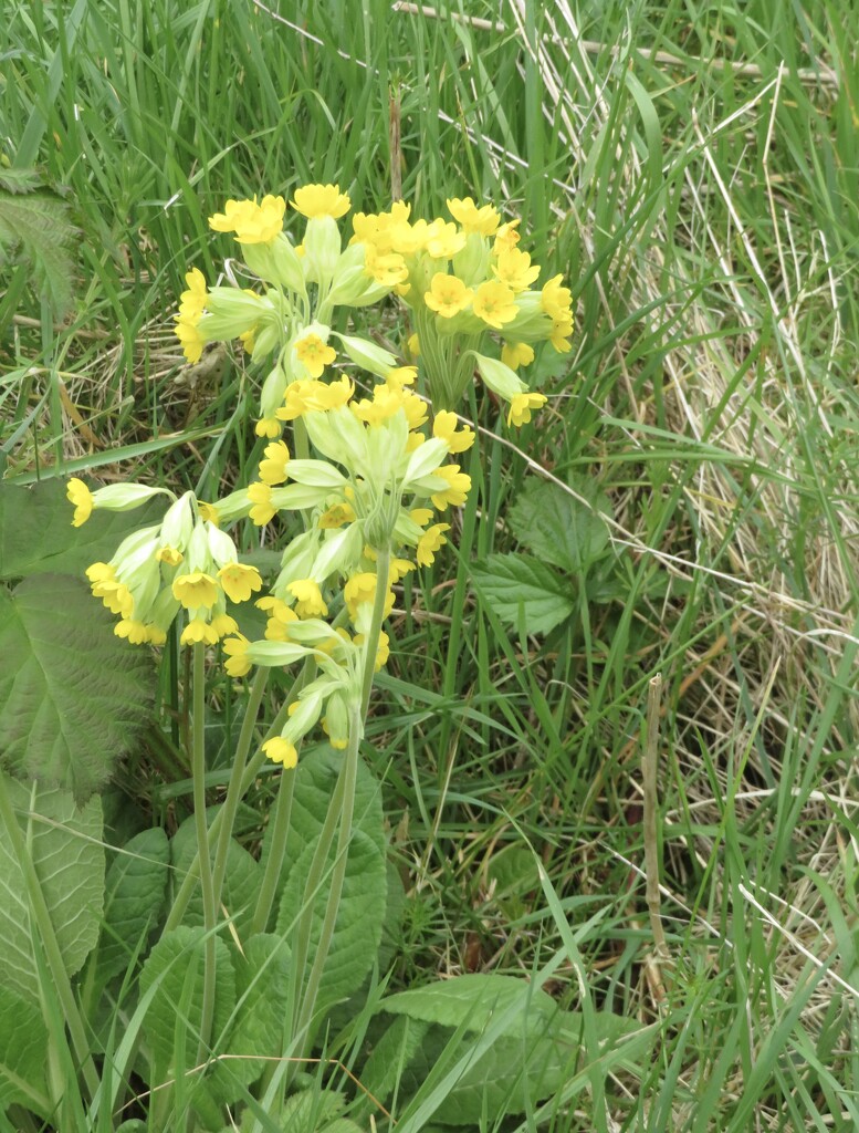 Cowslips by felicityms