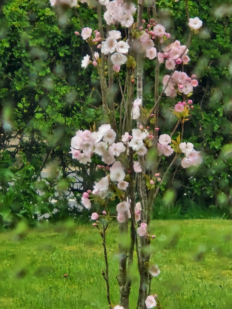 Blossom in the Rain by mumswaby