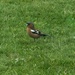 Chaffinch by mumswaby