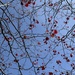 A Tree Full of Hearts by shutterbug49