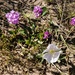 4 10 Desert Sand Verbena and Cutleaf Evening Primrose by sandlily