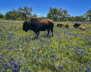 11th Apr 2024 - Wildflowers and Bison