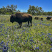 Wildflowers and Bison by dkellogg