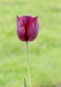 11th Apr 2024 - Elegant Tulip