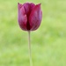 Elegant Tulip