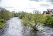 11th Apr 2024 - Plenty of Water in the River at Wetherby