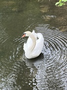 11th Apr 2024 - Swan ripples