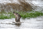 11th Apr 2024 - Gull Against the Wind