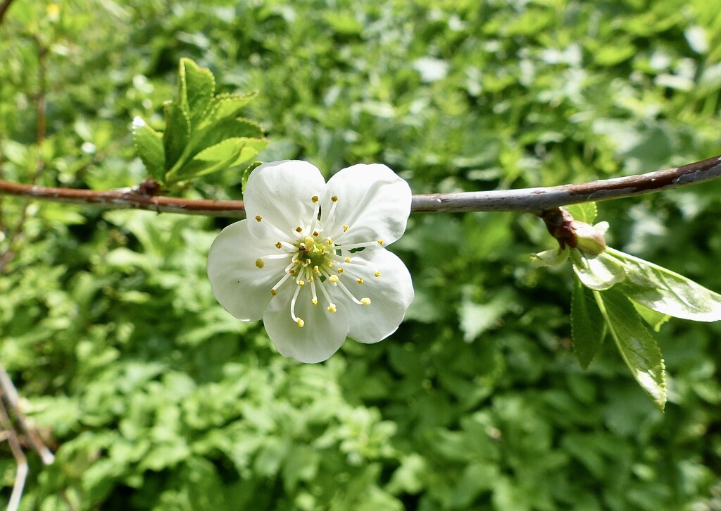 Cherry Blossom by susiemc