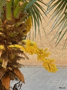 11th Apr 2024 - Palm tree flowers