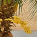 Palm tree flowers