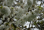 8th Apr 2024 - cherry tree