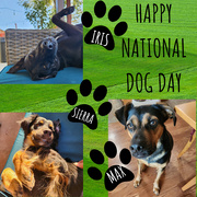 11th Apr 2024 - Happy National Dog Day