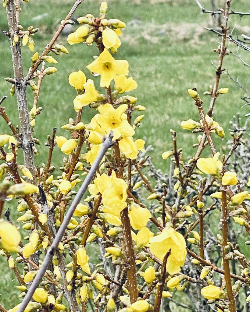 Forsythia is starting to bloom! by mtb24