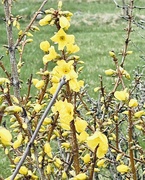 11th Apr 2024 - Forsythia is starting to bloom!