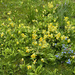 My Cowslip Patch by 365projectmaxine