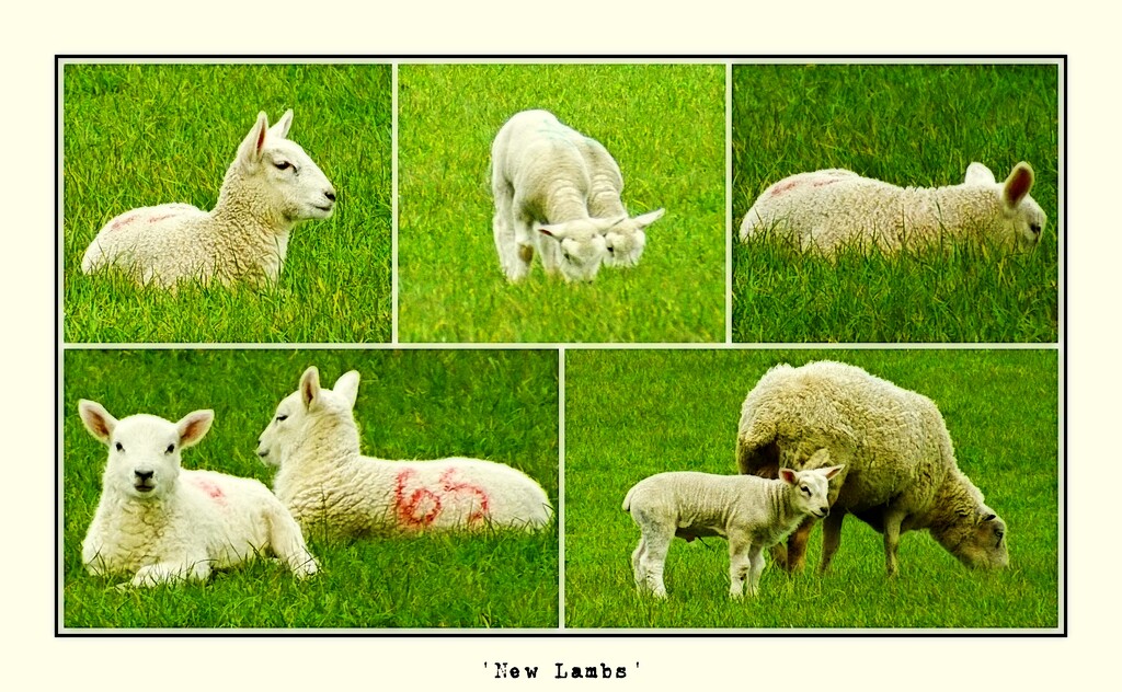 New Lambs  by ajisaac
