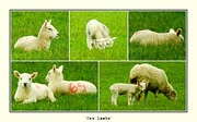 5th Apr 2024 - New Lambs 
