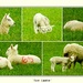 New Lambs 