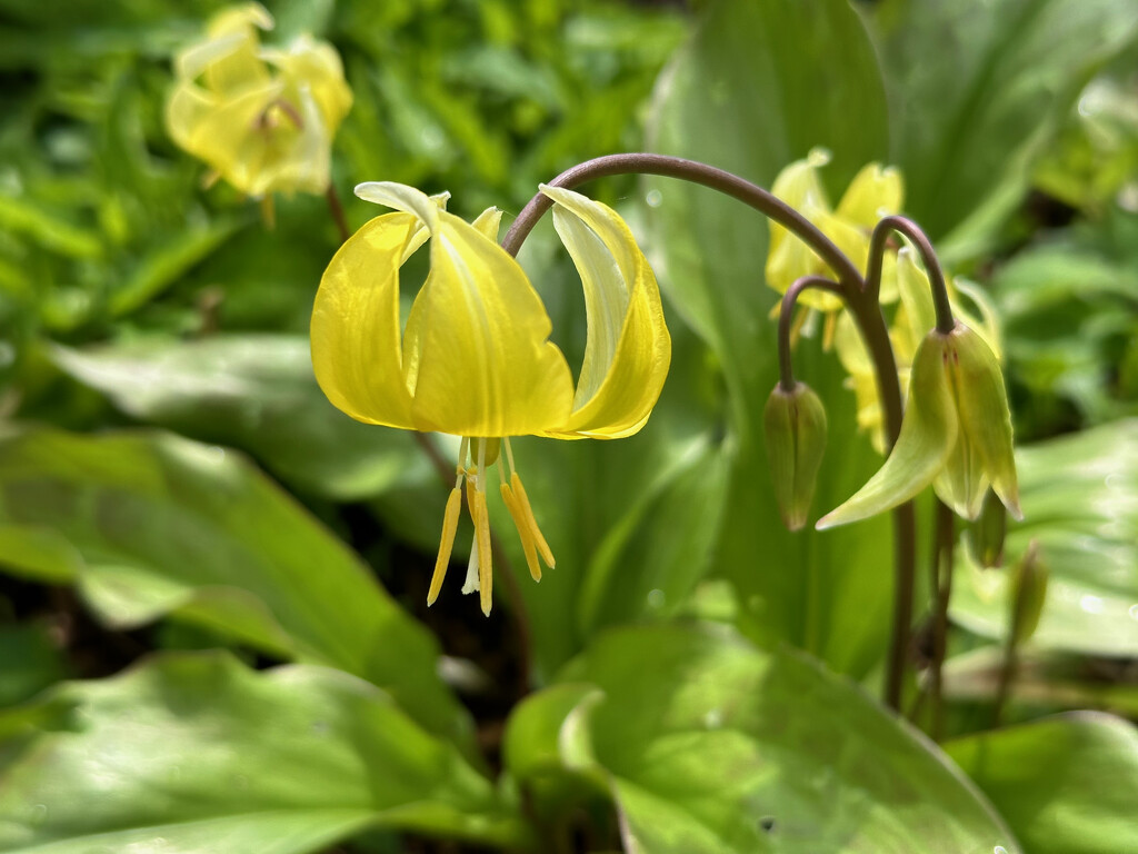 Dog's Tooth Violet by 365projectmaxine