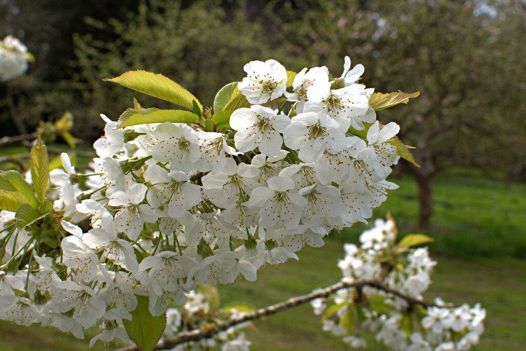 white blossom by ollyfran