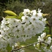 white blossom
