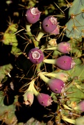 12th Apr 2024 - cactus fruit