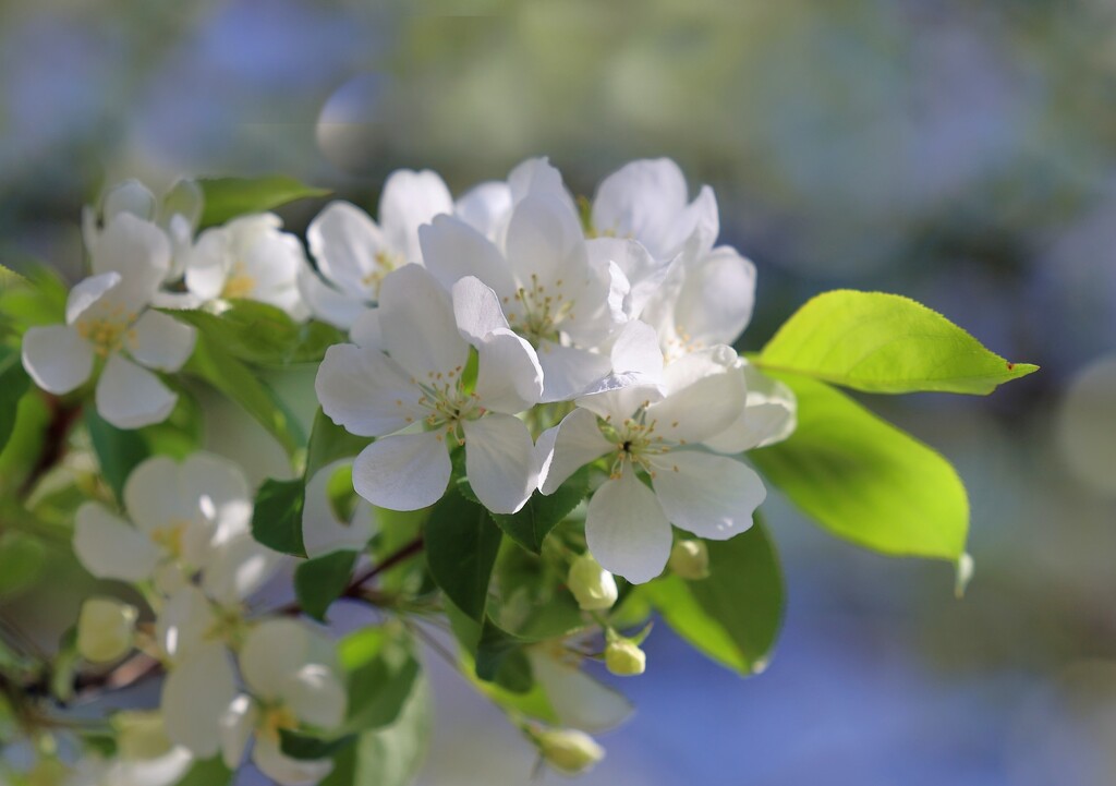 April Blooms by lynnz