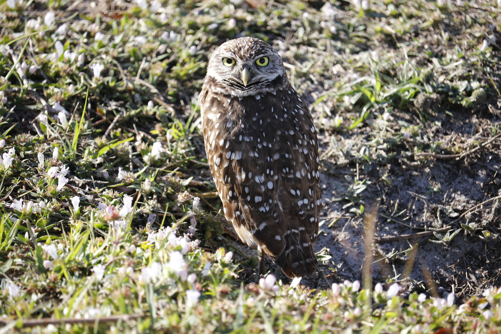 Burrowing owl by jdraper