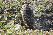26th Feb 2024 - Burrowing owl